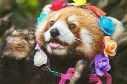 小熊猫嘟嘟拍写真 熊猫写真照片曝光画面十分美