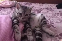 男子用320万的房子寻猫 寻猫得豪宅一切都是炒作