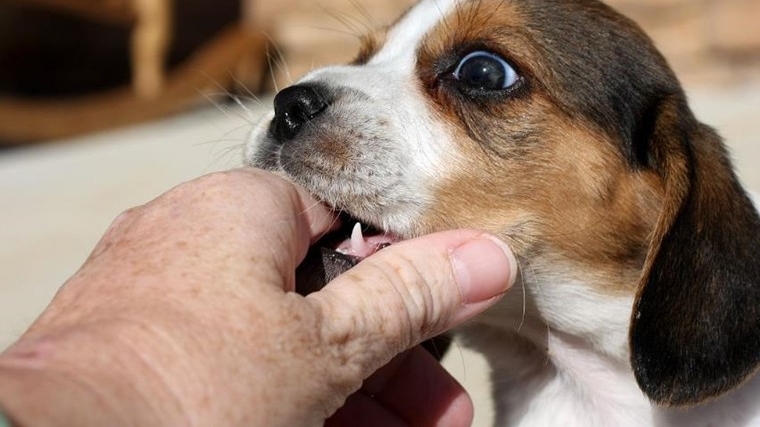 市民打狂犬疫苗仍死亡
