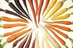 一根萝卜=七味药!一种吃法治一种病!招招有效!