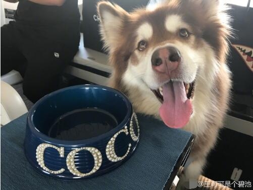 王思聪爱犬疑走丢悬赏100万寻狗 放狠话：给整死了我剁了你