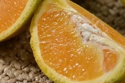 鲜货| 香甜细嫩会爆汁,这颗橙子只属于夏天