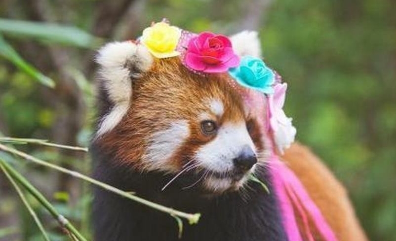 小熊猫嘟嘟拍写真