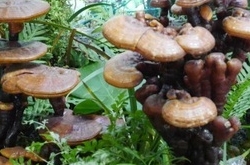 治疗神经衰弱性失眠小偏方