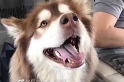 传言王思聪要花100万找的狗什么来头 让人都嫉妒