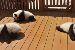 三只新生秦岭大熊猫公开征名 你想要一只熊猫宝