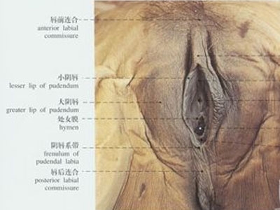 女人下面的真实模样
