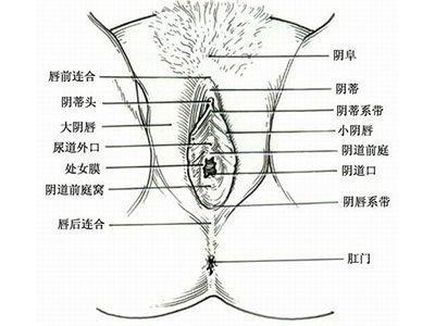 女人下面的真实模样