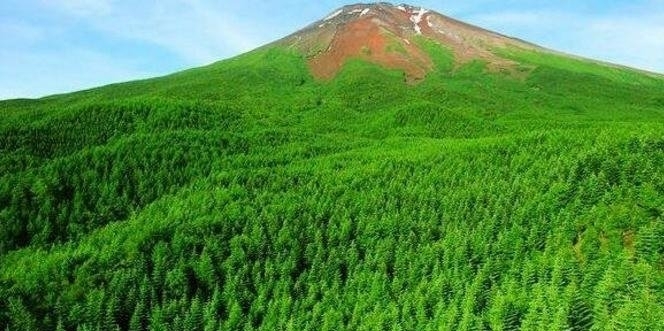 日本自杀森林青木原树海
