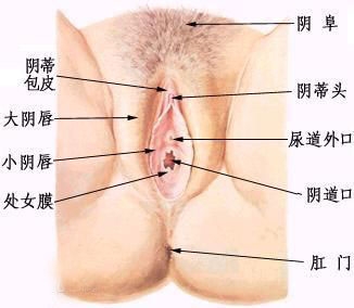 女人下面的真实模样