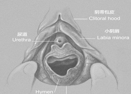 女人下面的真实模样