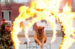 实拍武警警犬“马龙”训练 训练场上步伐矫健