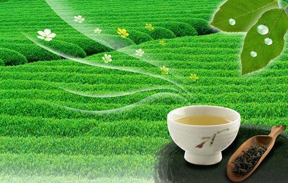 茶中极品——六安瓜片茶