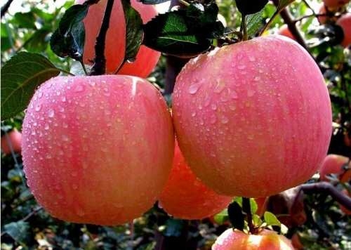 每天吃苹果的十大好处 降血压止腹泻