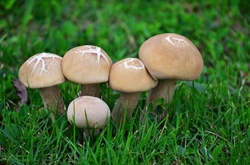蘑菇被誉为蔬菜之王 蘑菇都有哪些养生功效