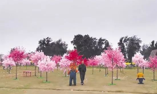 买票看塑料樱花