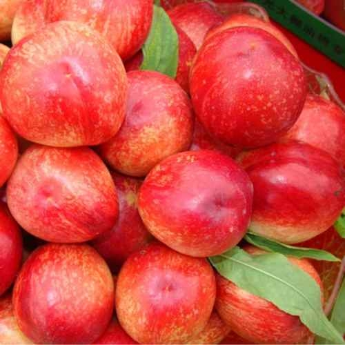 桃子的种类有哪些 各种品种介绍