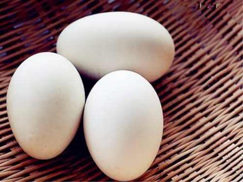 吃鹅蛋有什么好处 补中益气健脑益智